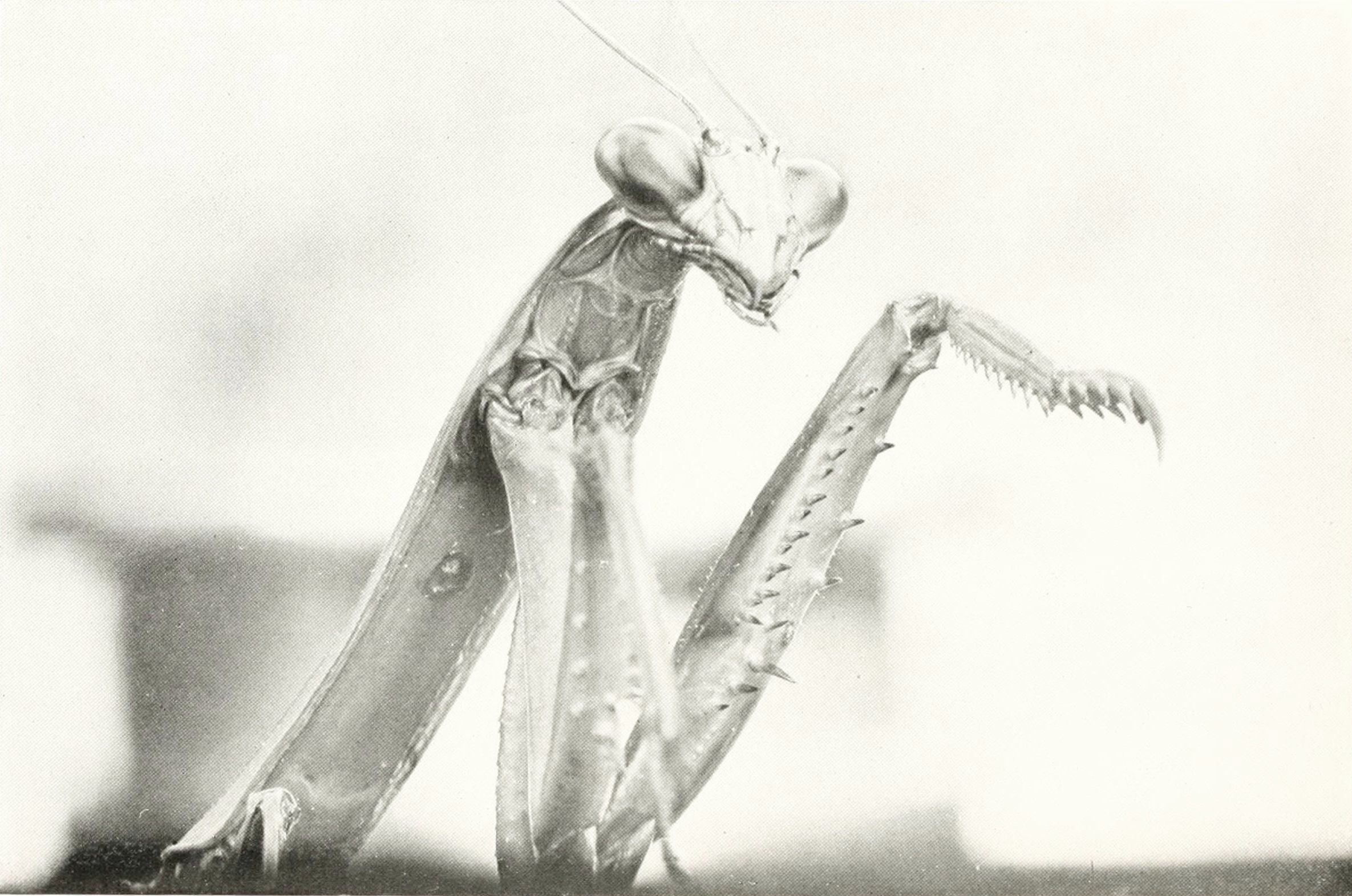 Close-up black and white photograph of a praying mantis with its front legs raised.