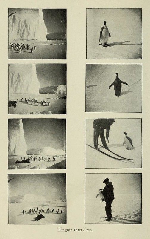 A grid of eight black and white photographs titled "Penguin Interviews". The images depict scenes from Antarctica, with groups of people walking across snowy landscapes and individuals interacting with penguins.