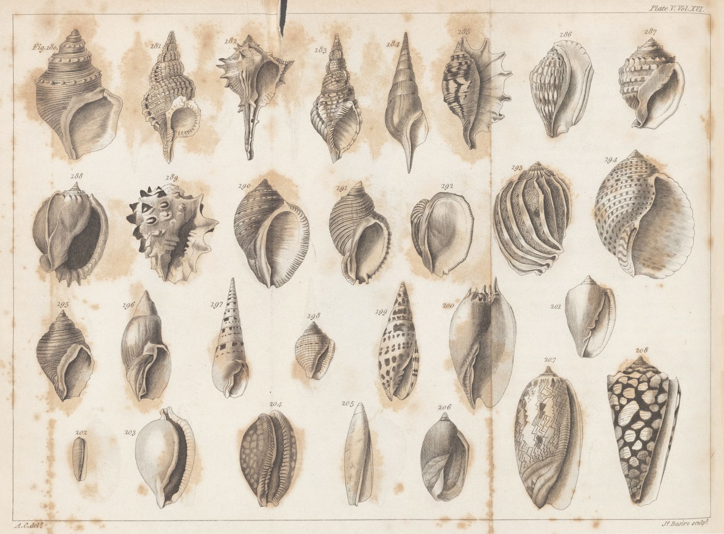 Vintage illustration of various seashells, numbered from 282 to 306, arranged in a grid-like pattern.