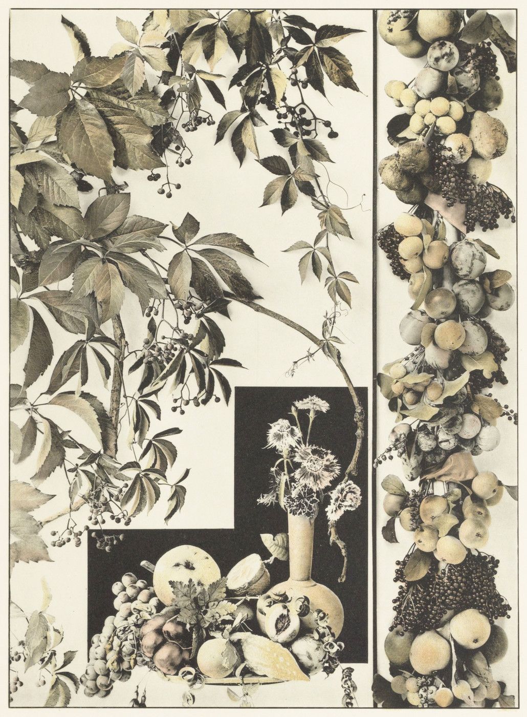 A sepia-toned photograph with a complex composition featuring botanical elements and still life arrangements.