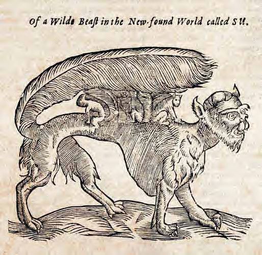Vintage woodcut illustration of a fantastical creature labeled 'Of a Wilde Beast in the New-found World called S.U.'