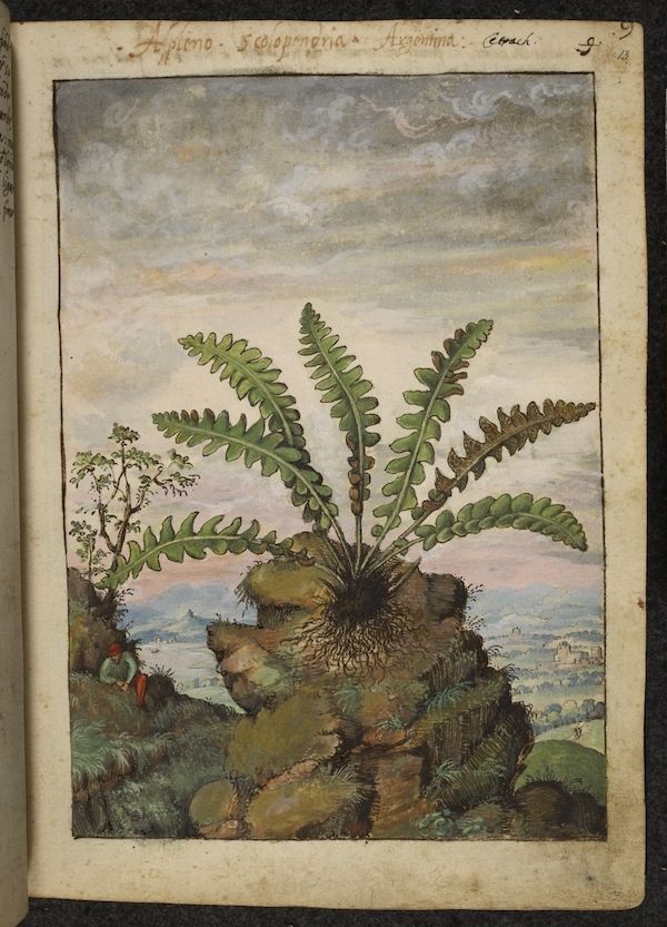 A botanical illustration of a fern growing out of a rocky outcrop, with a landscape in the background.
