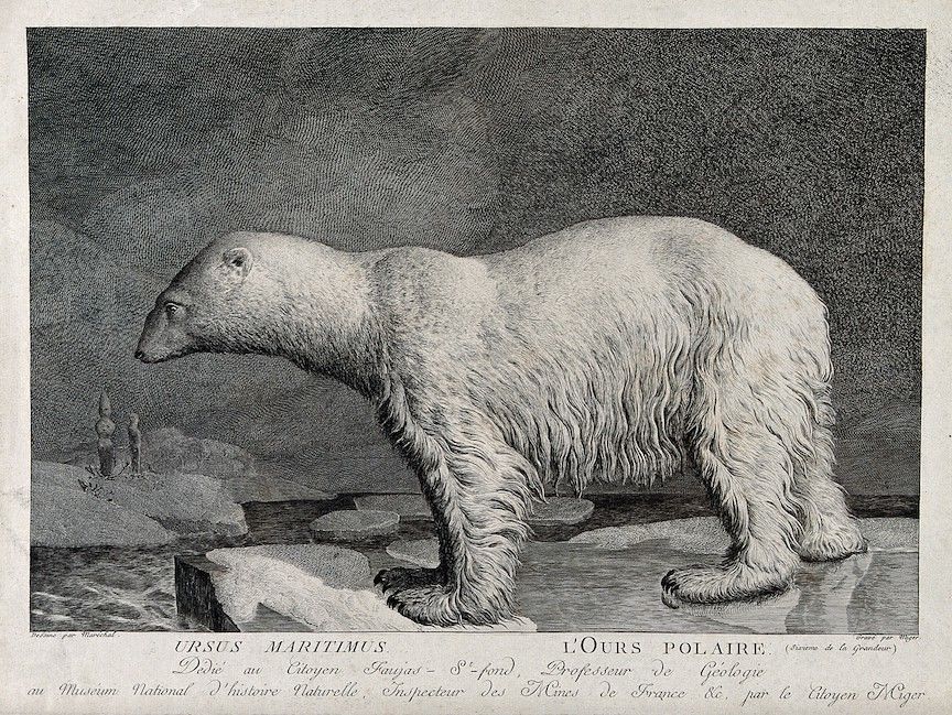 Vintage engraving of a polar bear standing on an ice floe in a snowy landscape.