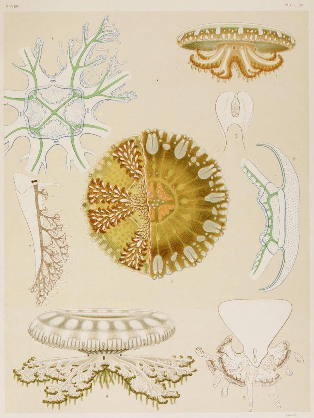 Vintage scientific illustration of a sea anemone, showcasing its anatomy in various views.