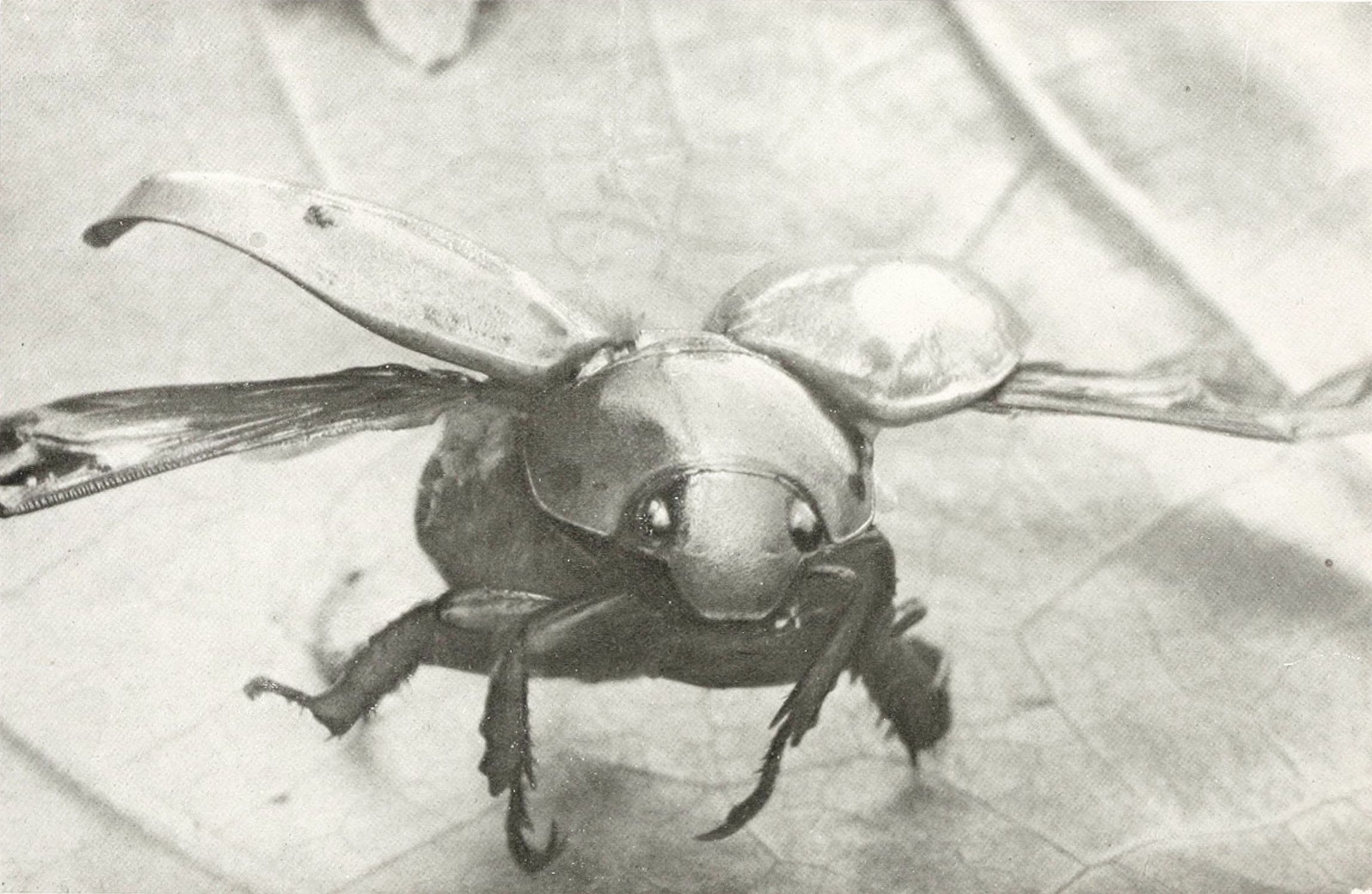 Close-up black and white photograph of a beetle on a leaf.