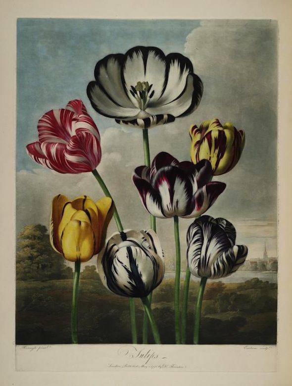 A vintage botanical illustration of a variety of tulips in full bloom, with a landscape background.