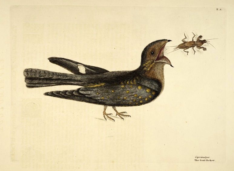 Vintage illustration of a goat-sucker bird catching an insect in mid-air.