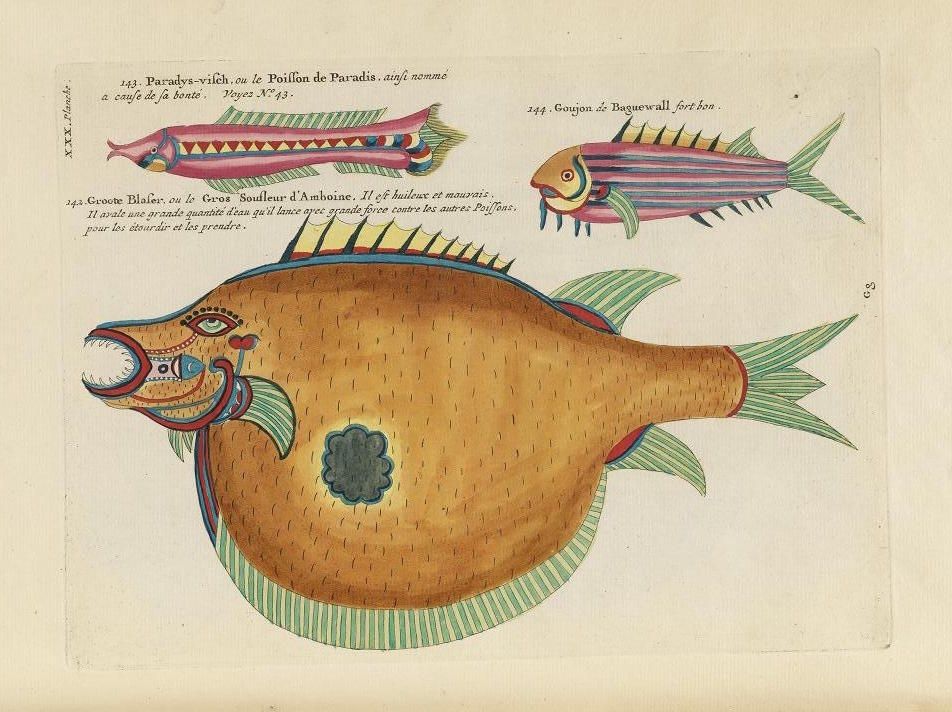 Vintage illustration of fantastical fish with handwritten French text.