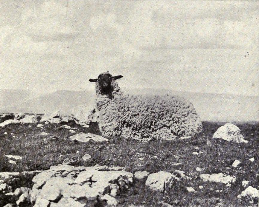 A vintage black and white photograph of a sheep covered in snow standing in a rocky field.
