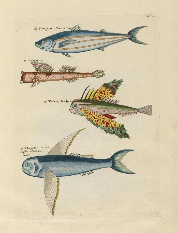 A vintage illustration of four different types of fish, labeled with text in a foreign language.