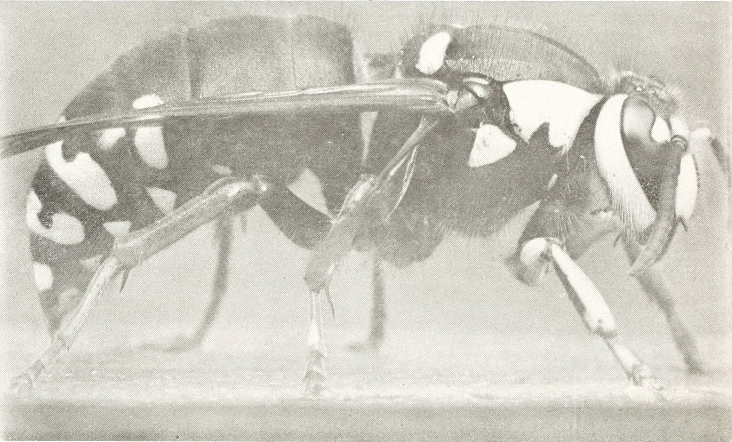 Close-up black and white photograph of a beetle with spotted elytra and segmented body.