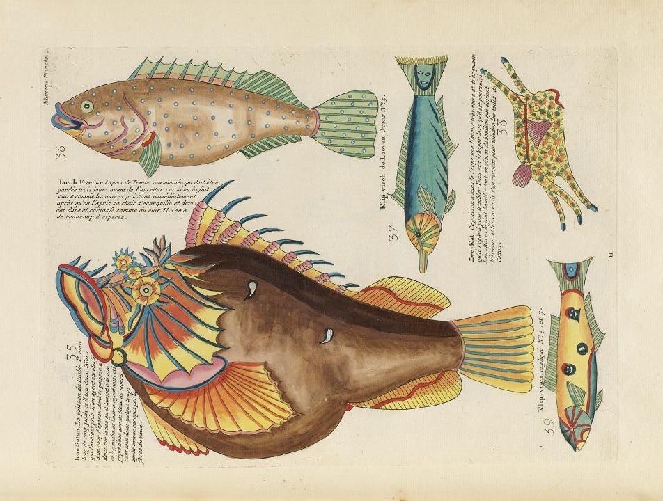 A vintage illustration of several fish, including a large, fantastical fish with intricate patterns and ornamentation.