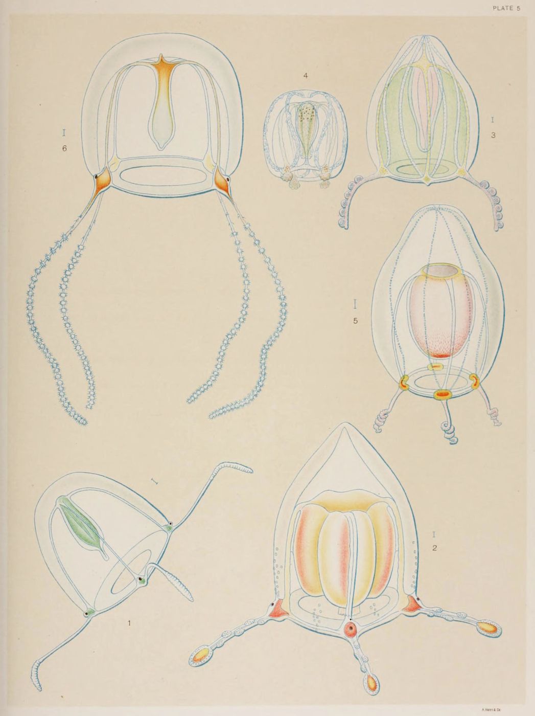 Vintage scientific illustration of six jellyfish-like organisms with detailed anatomy and labeled numbers 1-6.
