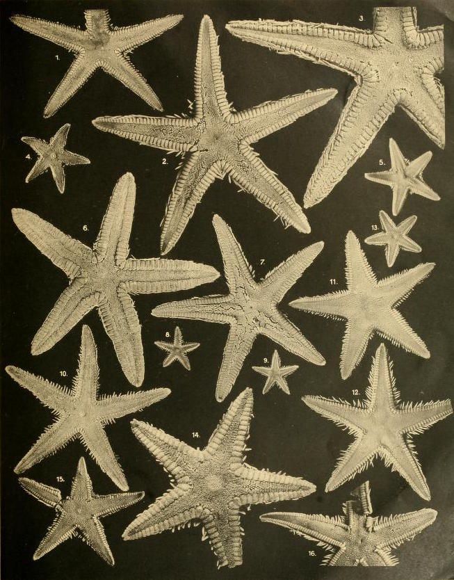Vintage illustration of 16 different starfish species against a black background, each numbered for identification.