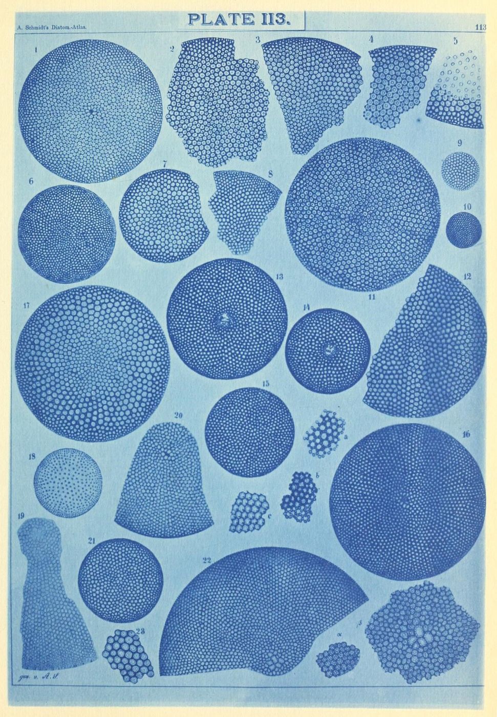 Vintage cyanotype plate depicting 23 numbered diatom specimens with intricate patterns of dots and lines.