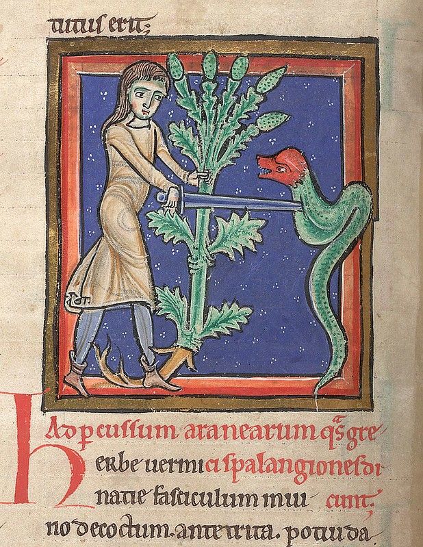 Medieval manuscript illumination of a person examining a plant while a snake coils around it.