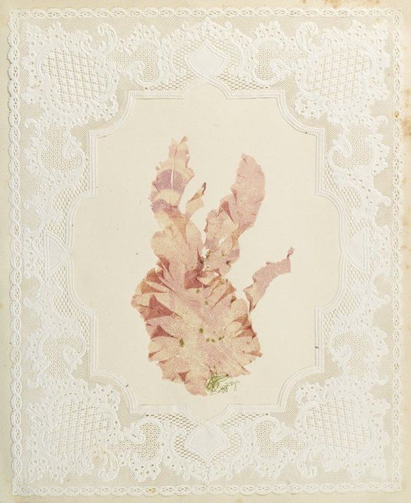 Pressed plant specimen with lace border