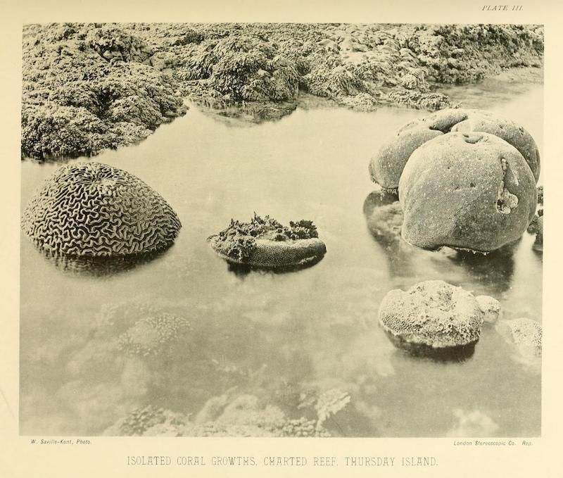 A vintage sepia-toned photograph of isolated coral growths in a charted reef near Thursday Island.