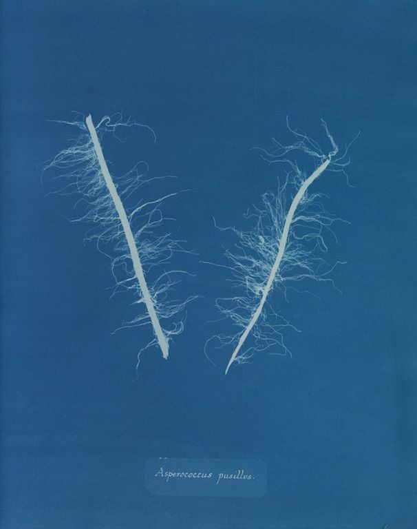 Vintage botanical illustration of two 'Asperococcus pusillus' plant stems against a deep blue background.