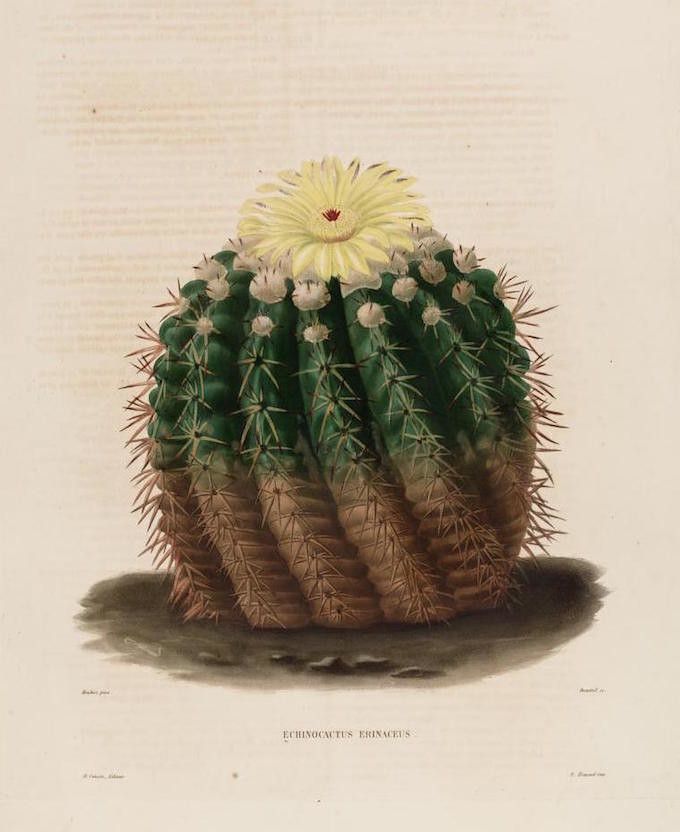 Vintage botanical illustration of an Echinocactus erinaceus cactus with long spines and pale yellow flowers.
