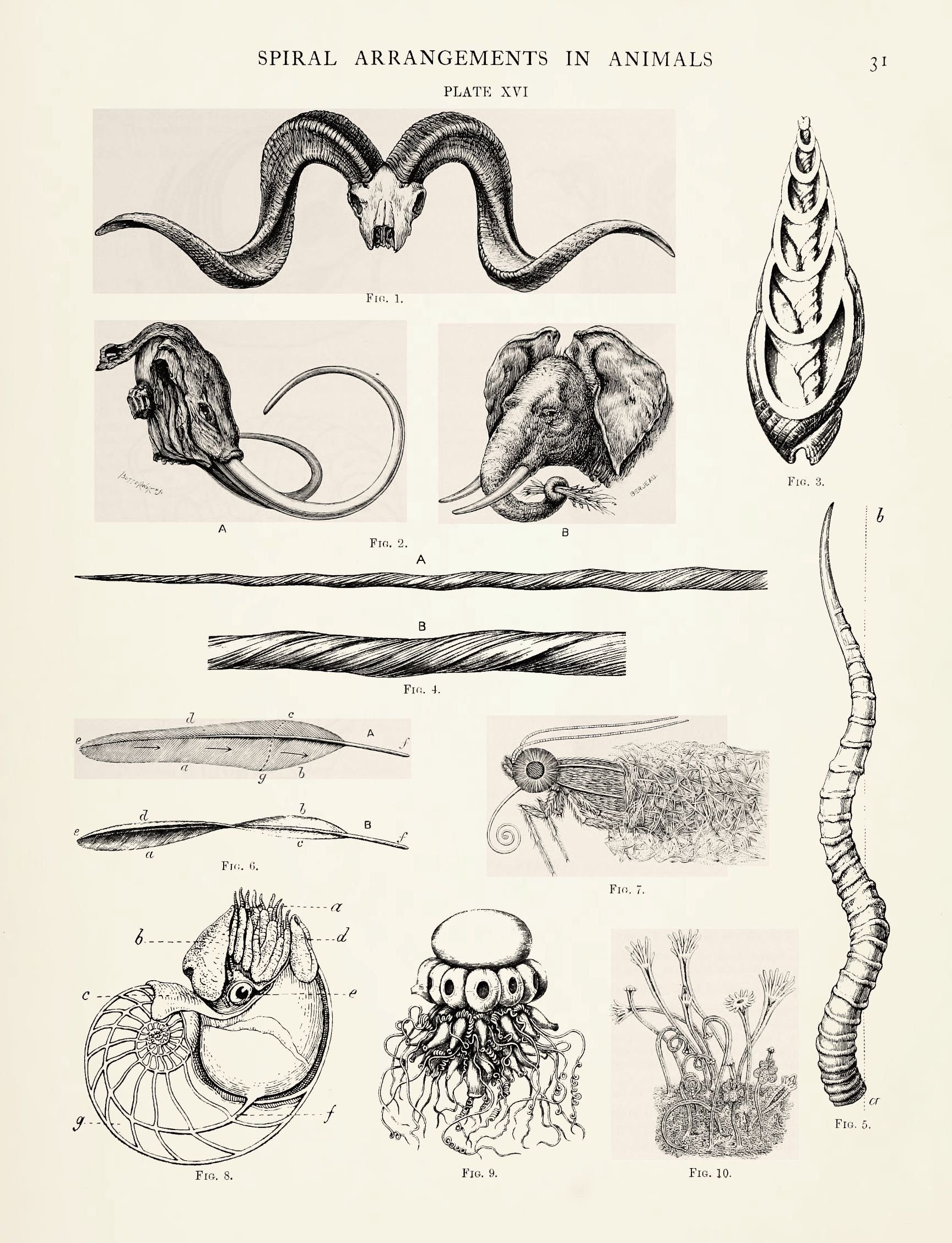 A vintage scientific illustration titled "Spiral Arrangements in Animals," Plate XVI, with the number 31 in the upper right corner. It features a collection of detailed drawings of various animals and plant structures exhibiting spiral patterns.