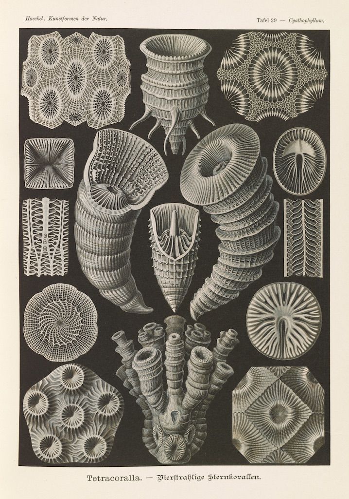 A vintage biological illustration from Ernst Haeckel's 'Kunstformen der Natur', depicting various forms of Tetracoralla (stern corals) and Cyathophylla.