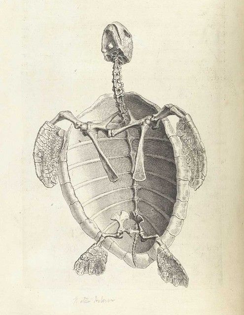 Vintage illustration of a turtle skeleton, showcasing the shell, vertebrae, ribs, limbs, and skull.
