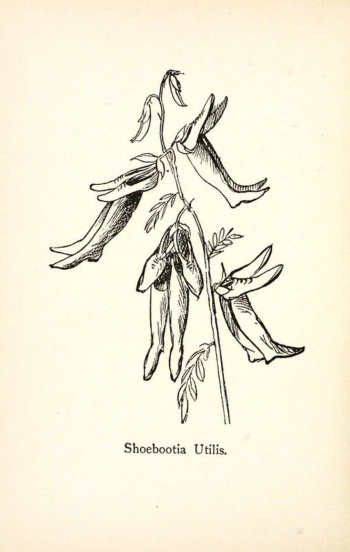 A vintage botanical illustration of a plant called 'Shoebootia Utilis', featuring a central stem with uniquely shaped flowers resembling shoes or boots, narrow leaves, and elongated seed pods.