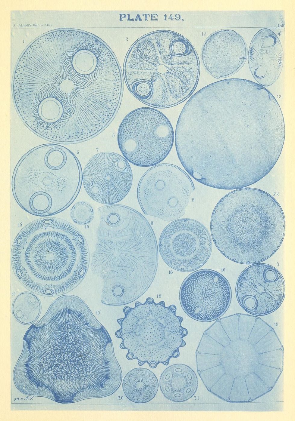 Plate 149 from 'A. Colin's Diatom Atlas', featuring 22 numbered illustrations of various diatoms in detailed line art.