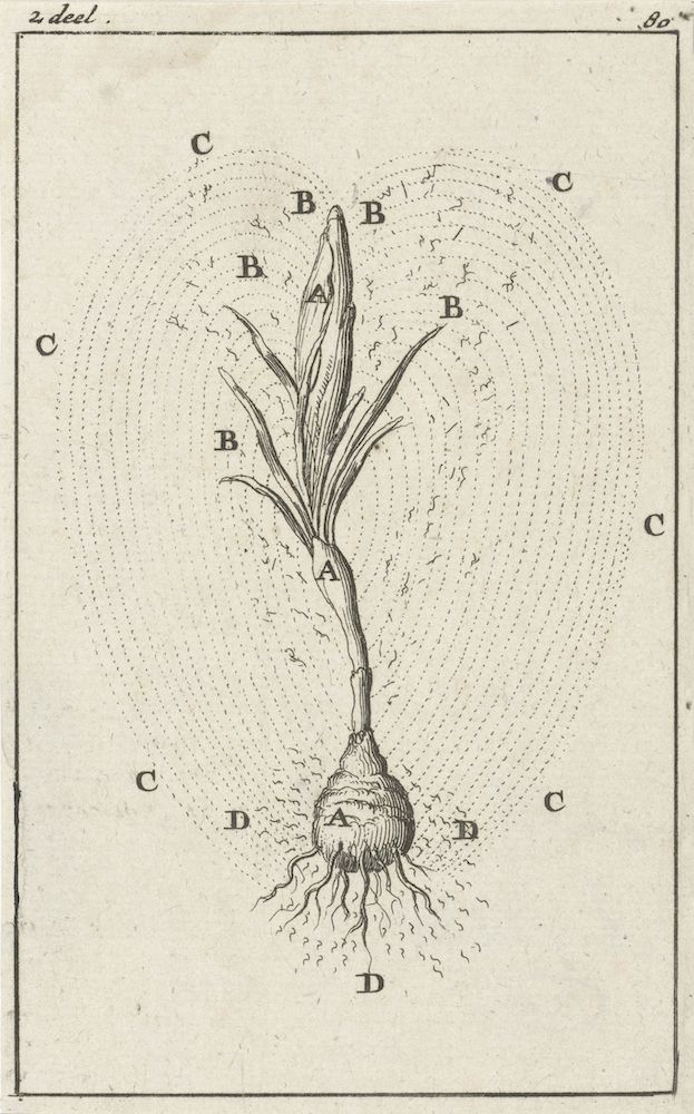 Vintage botanical illustration of a plant with bulb, leaves, roots, and curved lines indicating growth.