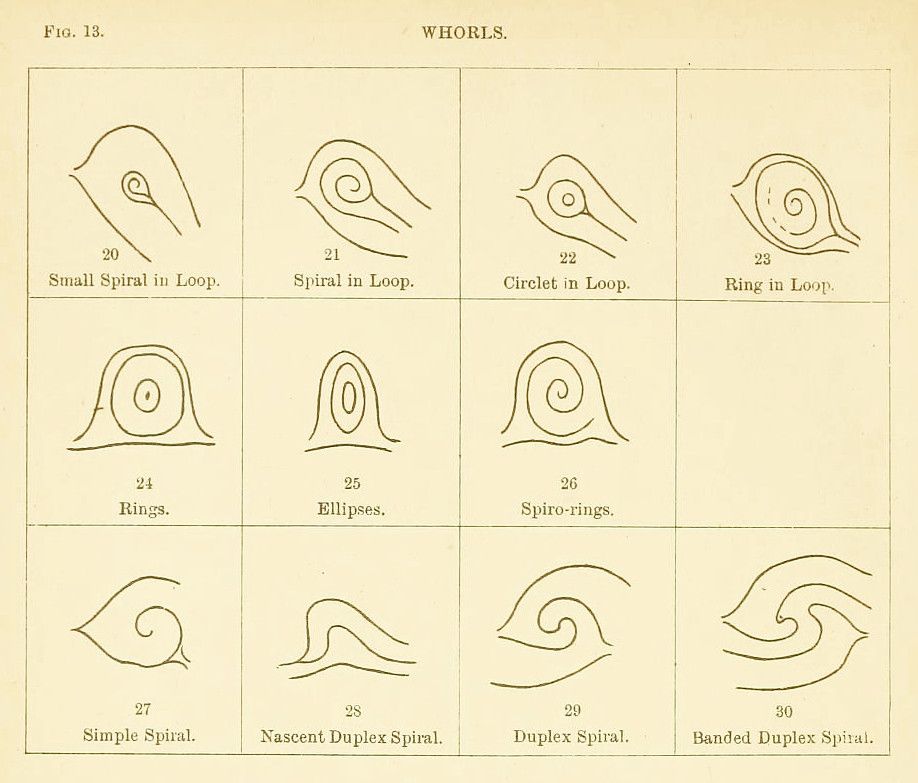 A diagram titled 'Fig. 13. WHORLS.' It features a grid of twelve different types of whirl patterns, each labeled with a number (20-30) and a descriptive name.