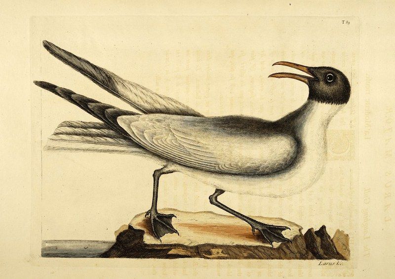 Vintage illustration of a dark-headed gull or tern standing on a rocky outcrop with its beak open.