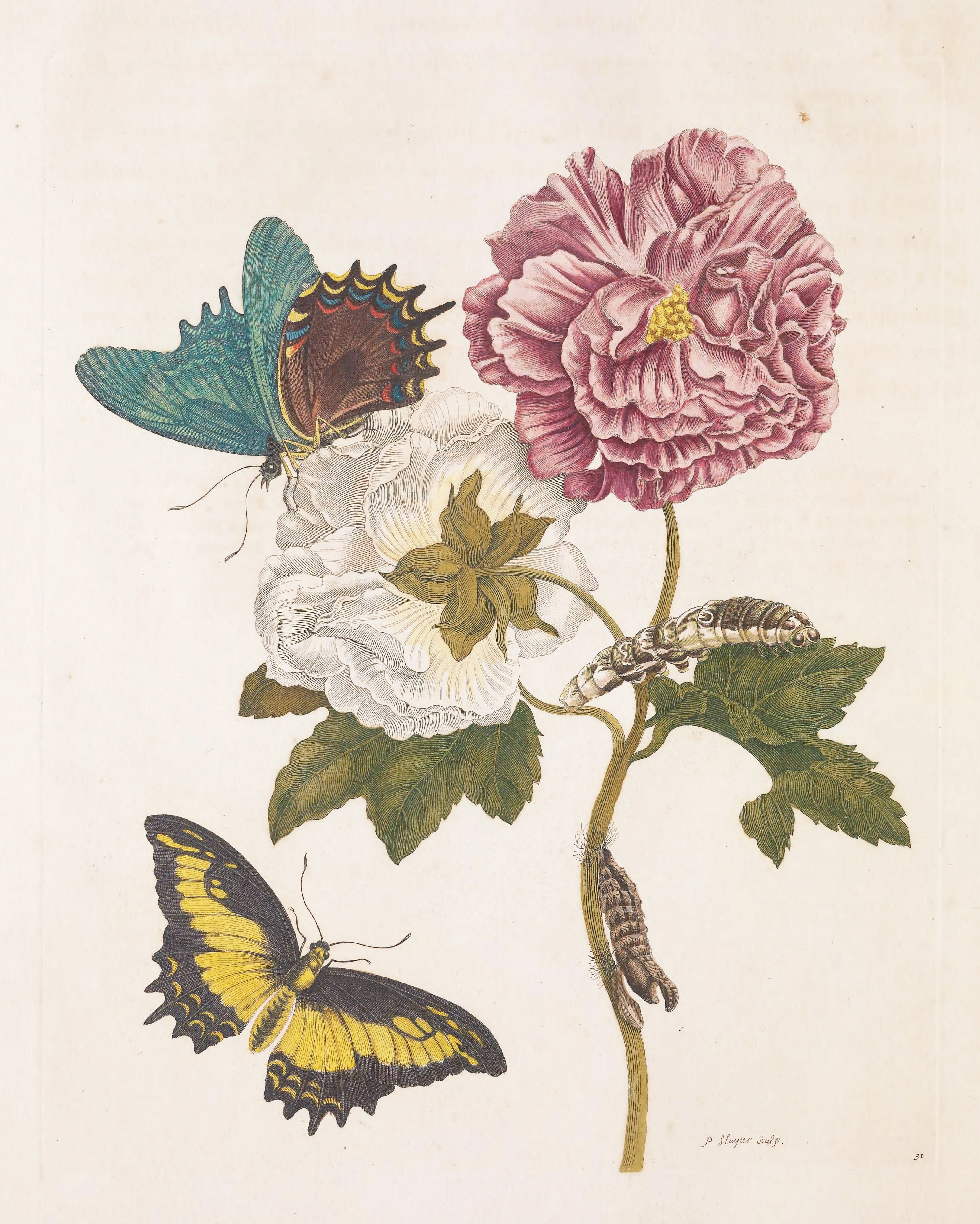 Botanical illustration of a flower branch with butterflies and a caterpillar.