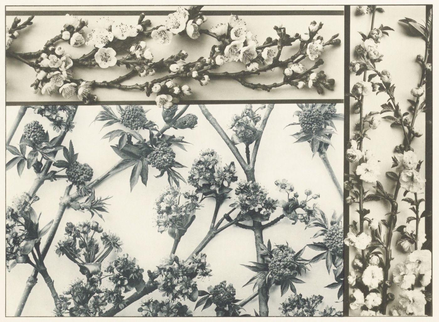 A black and white photograph of botanical specimens arranged in a grid-like pattern.