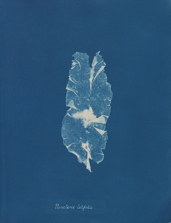 Cyanotype of a Punctaria bifolia leaf against a deep blue background.