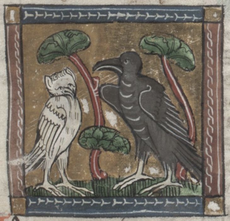 Medieval illustration of a white bird and a black bird standing amongst stylized plants, framed by an ornate border.