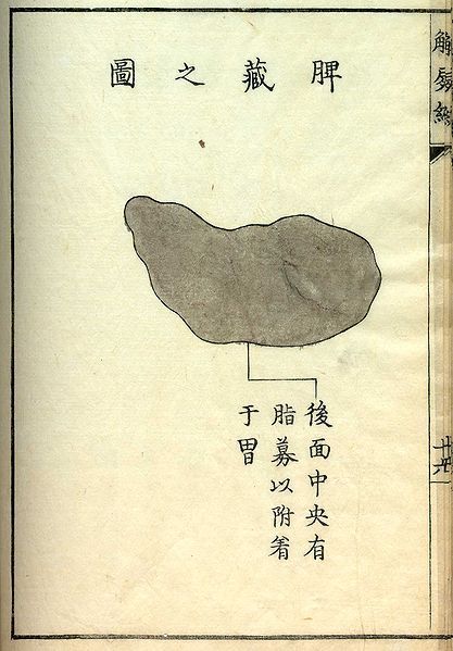 A vintage illustration of a kidney with accompanying East Asian text.