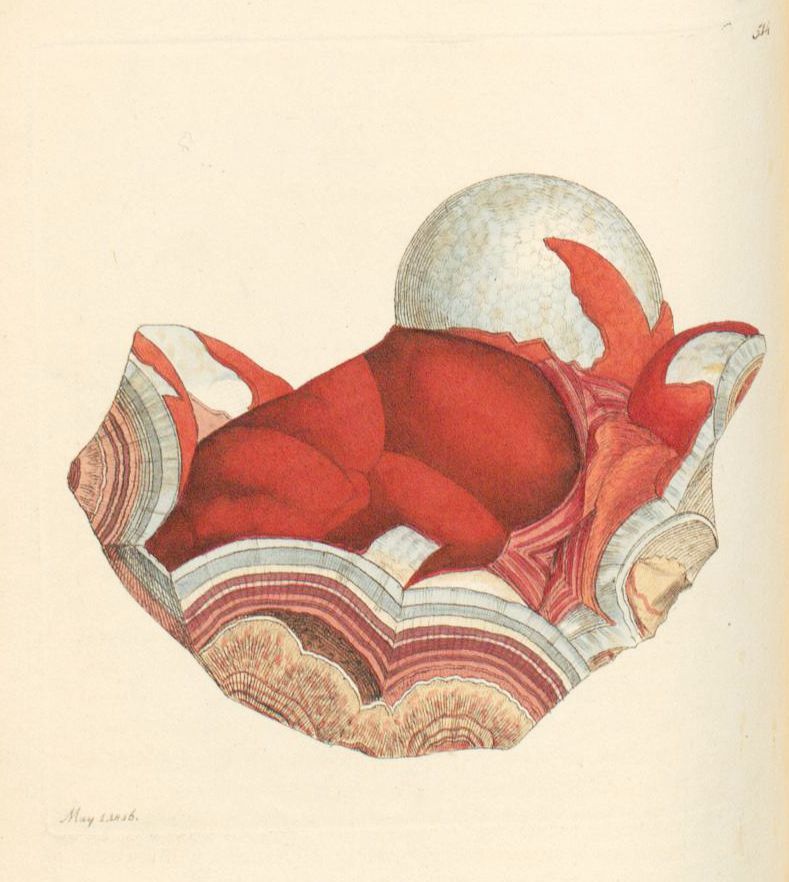 Watercolor painting of a cross-section of a plant ovary resting on a bed of layered, petal-like structures.