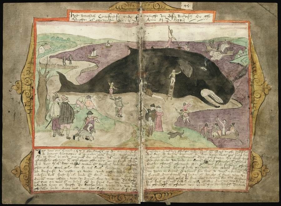A historical illustration depicting a large whale attacking a shore with people attempting to fight it off or fleeing in terror. The image is from a two-page spread with text below the illustration.