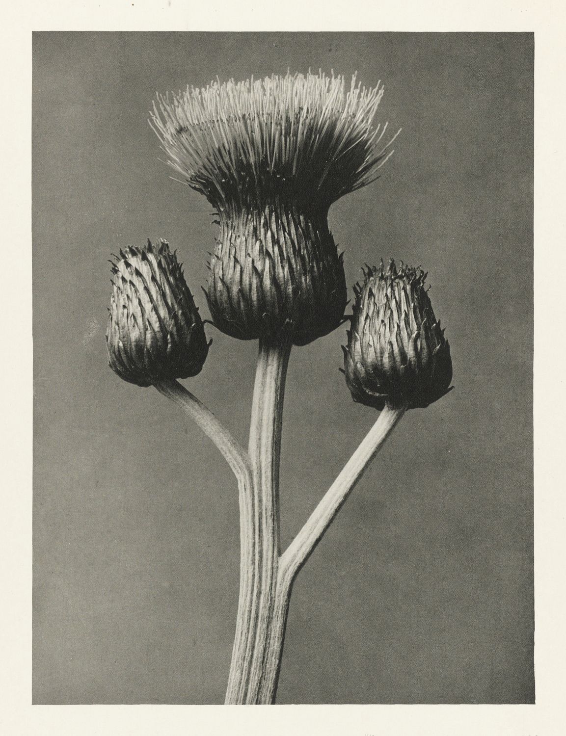 Vintage black and white photograph of a thistle plant with four flower heads.
