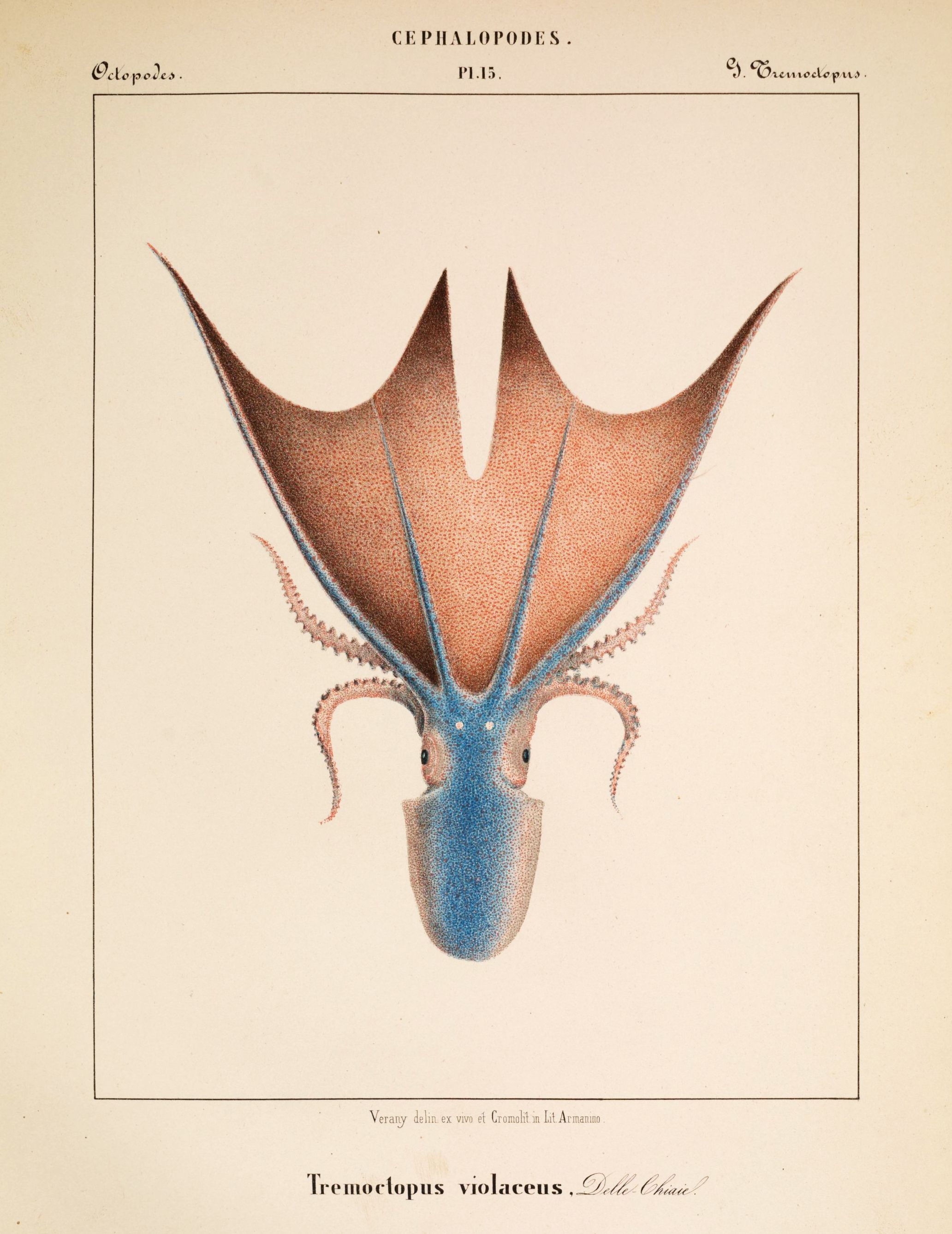 Vintage scientific illustration of a 'Tremoctopus violaceus', a cephalopod with eight long arms and a blue body.