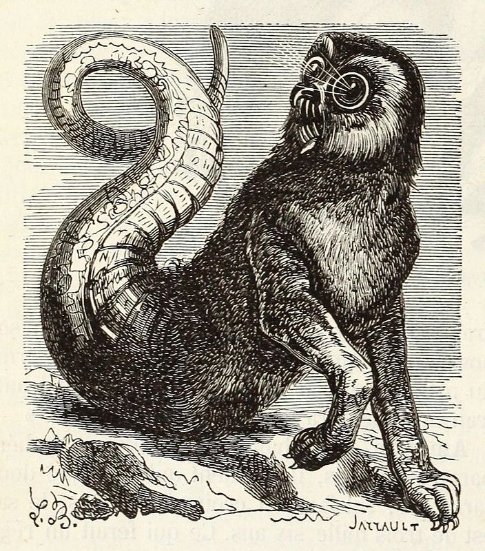 Vintage illustration of a fantastical monkey-like creature with a long, coiled tail.
