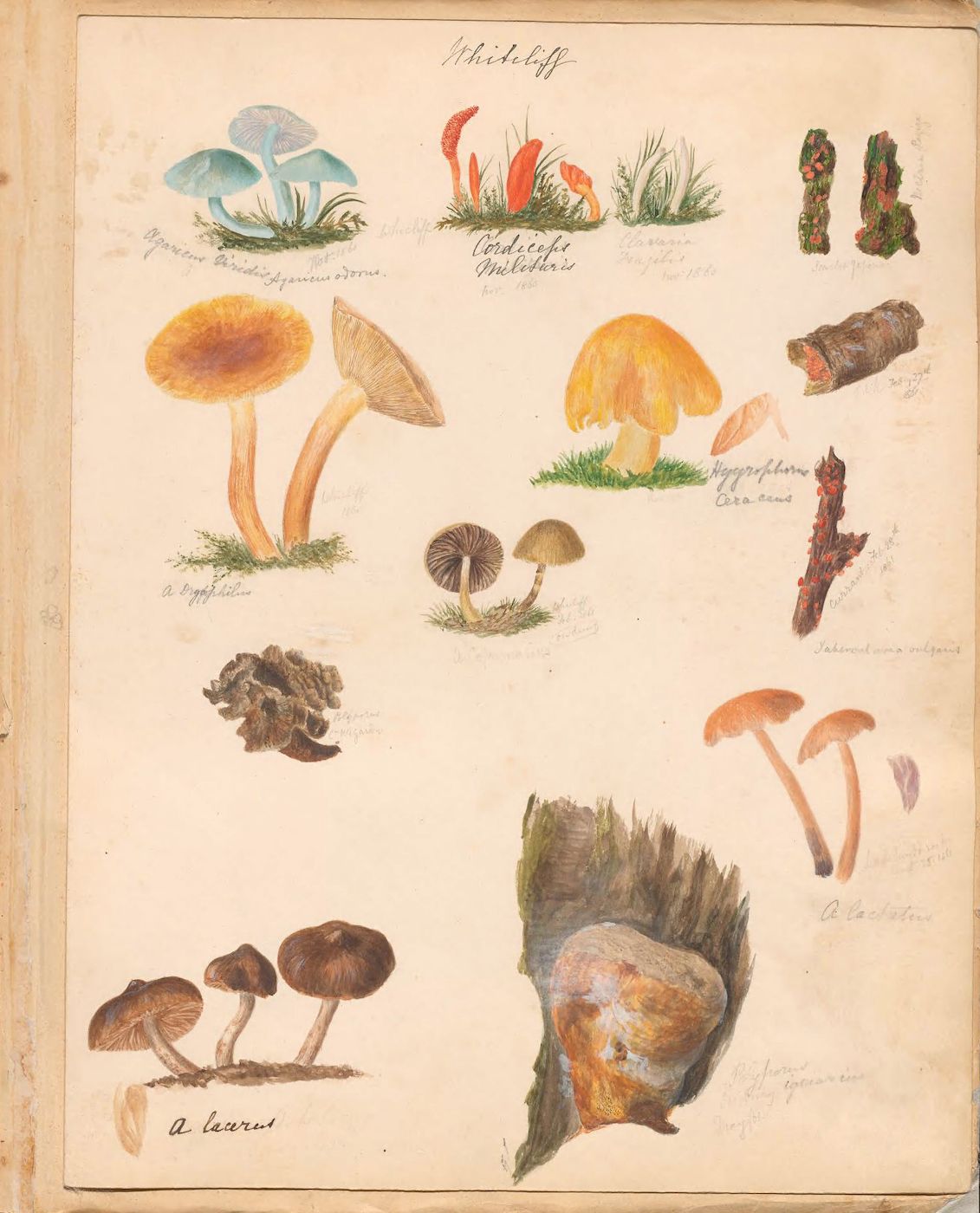 A vintage botanical illustration on a cream-colored page featuring a collection of various mushrooms and fungi, meticulously painted with watercolor.