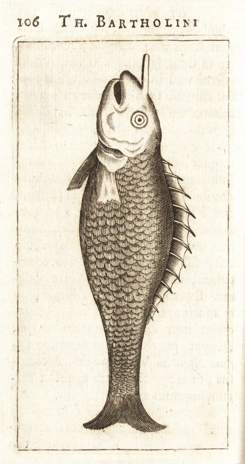 Vintage engraving of a fish with detailed scales and fins, labeled '106 T.H. Bartholini'.