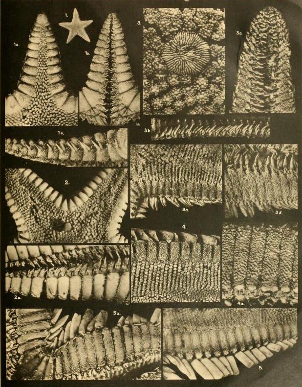 Vintage black and white scientific illustration of biological structures, possibly scales, teeth, or spines, arranged in a grid with labels.