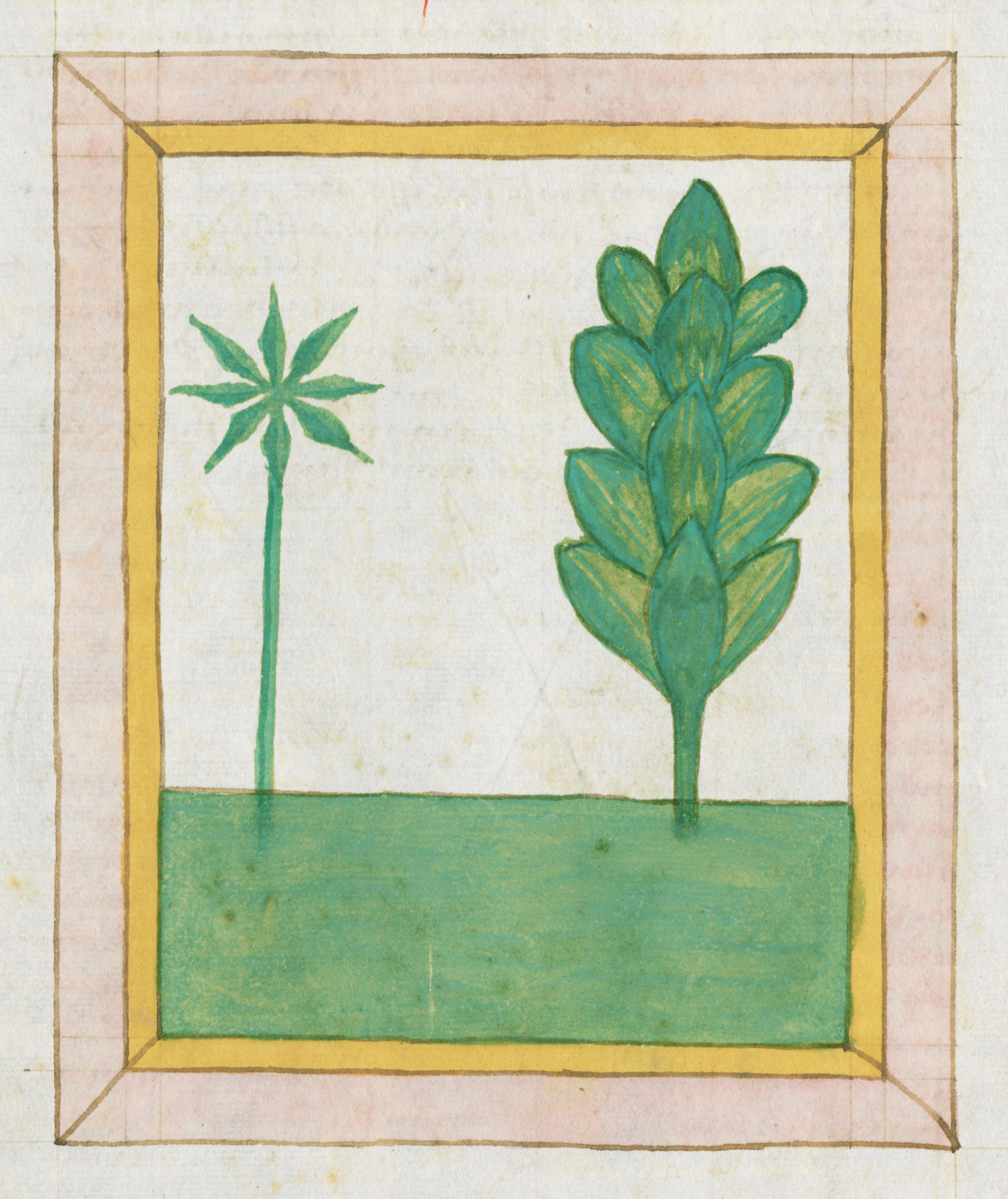 A square illustration of two plants within a framed border. The plants are stylized and flat, with a starburst-like plant on the left and a bushier plant on the right. A green band represents the ground, and the scene is framed with a yellow border and a thin pink line.