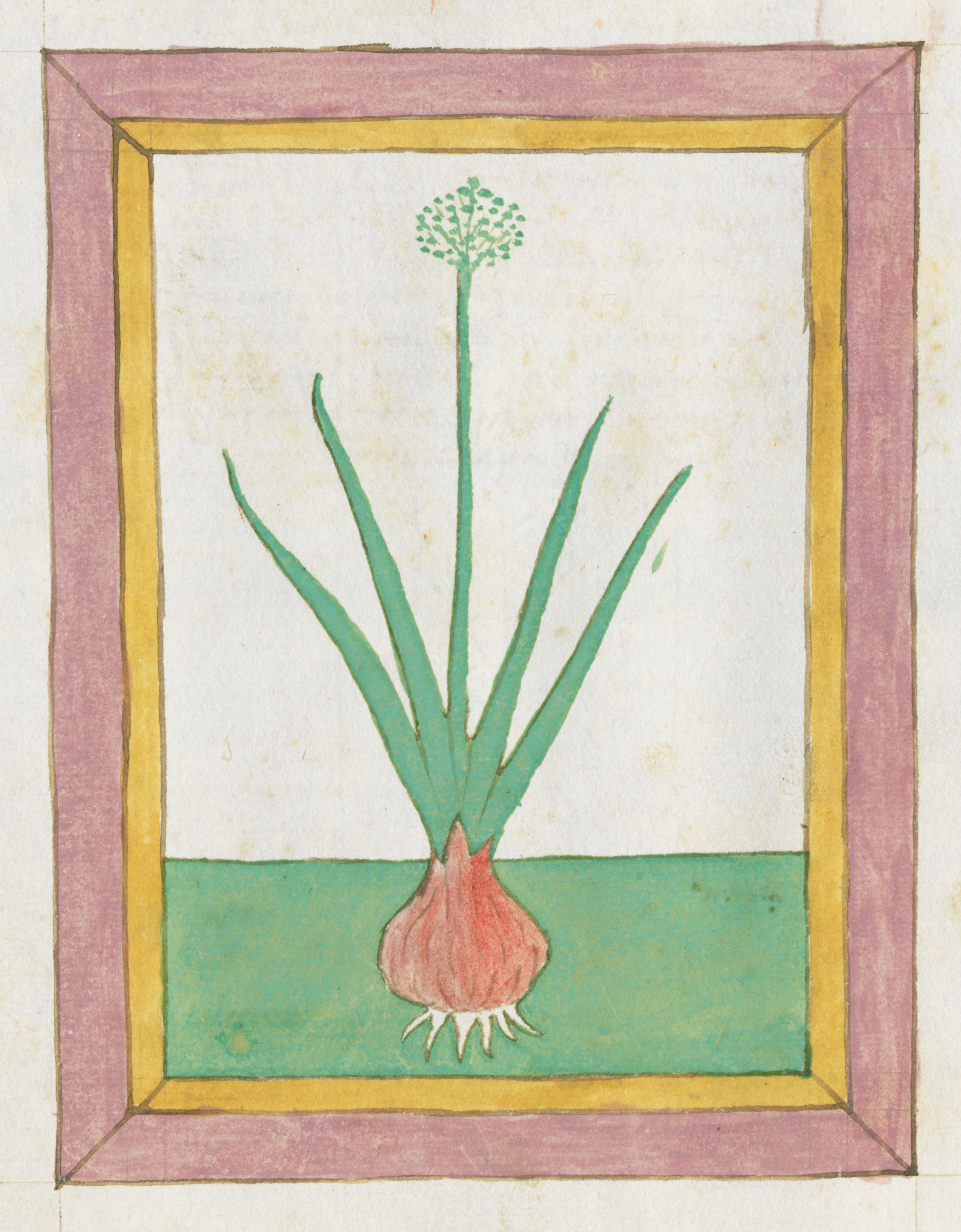 A vintage botanical illustration of an onion plant with a reddish-pink bulb, green leaves, and a green flower head, framed by a series of rectangular borders in shades of brown, pink, and beige.