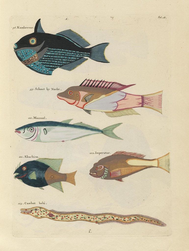 A vintage illustration of five different fish species, each labeled with a number and name in a delicate script.
