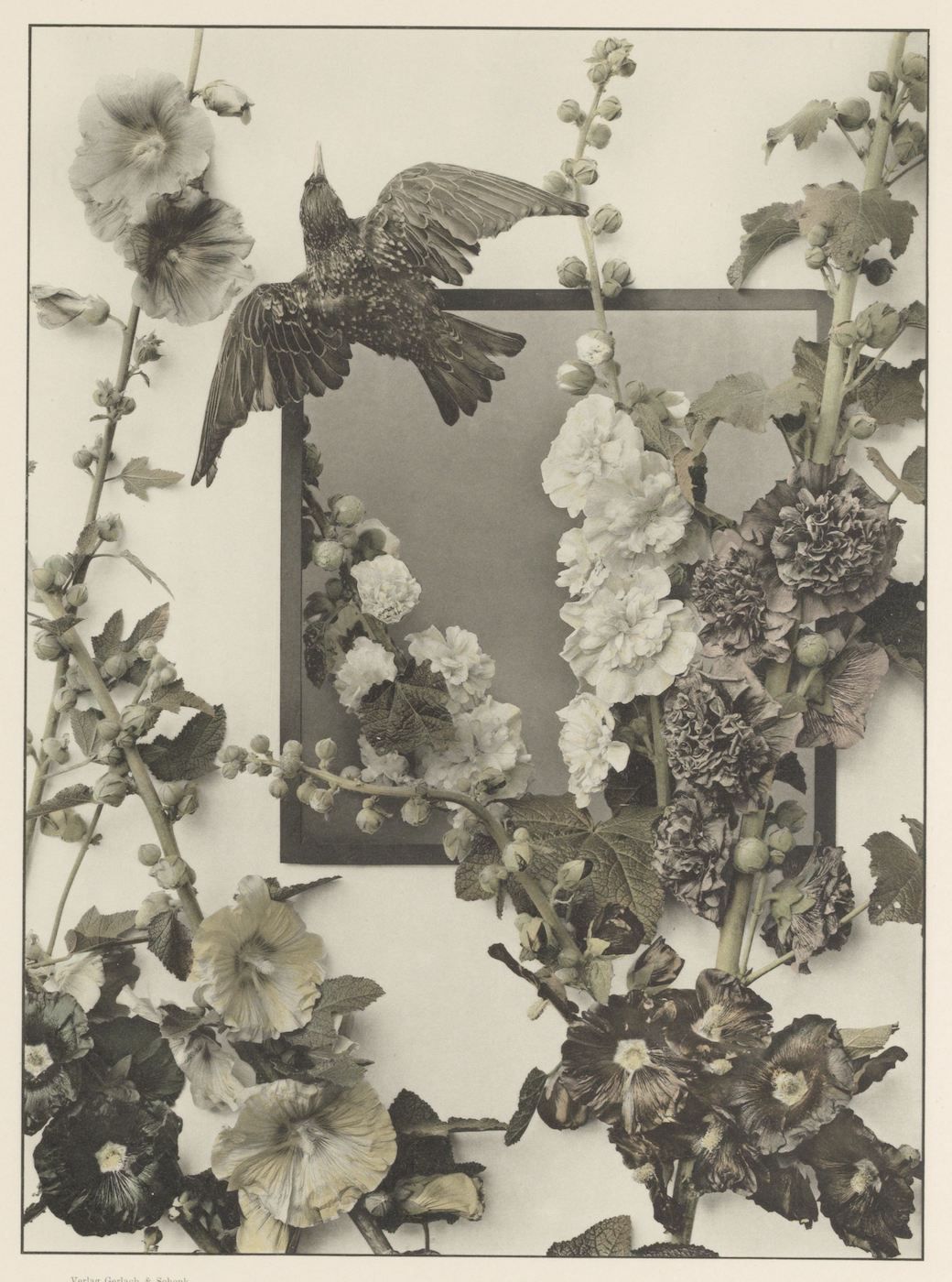 Vintage black and white photograph of hollyhocks and a bird.