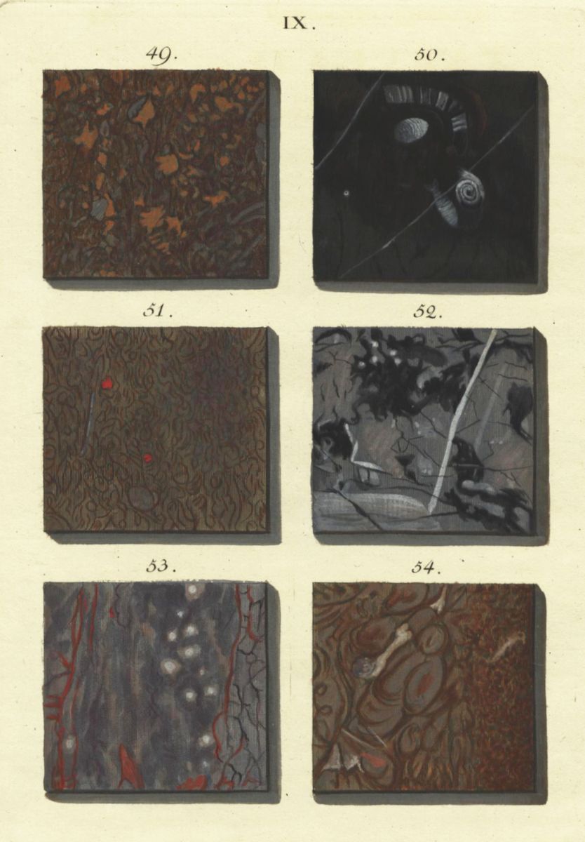 A plate from a scientific publication featuring six square illustrations labeled 49 through 54, each depicting a microscopic view of a different sample.